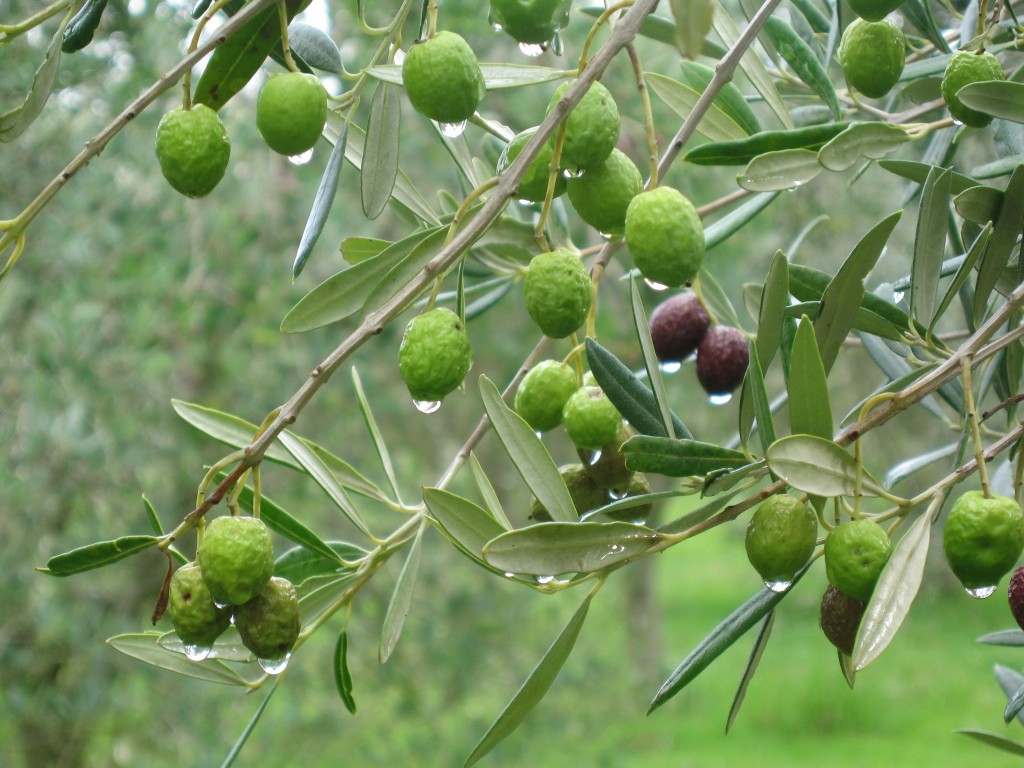 Olive-trees-after-the-rain-1024x768
